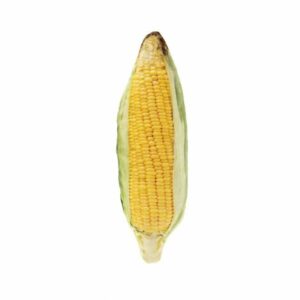 Ferribiella Pannocchia - 14 x 6 cm